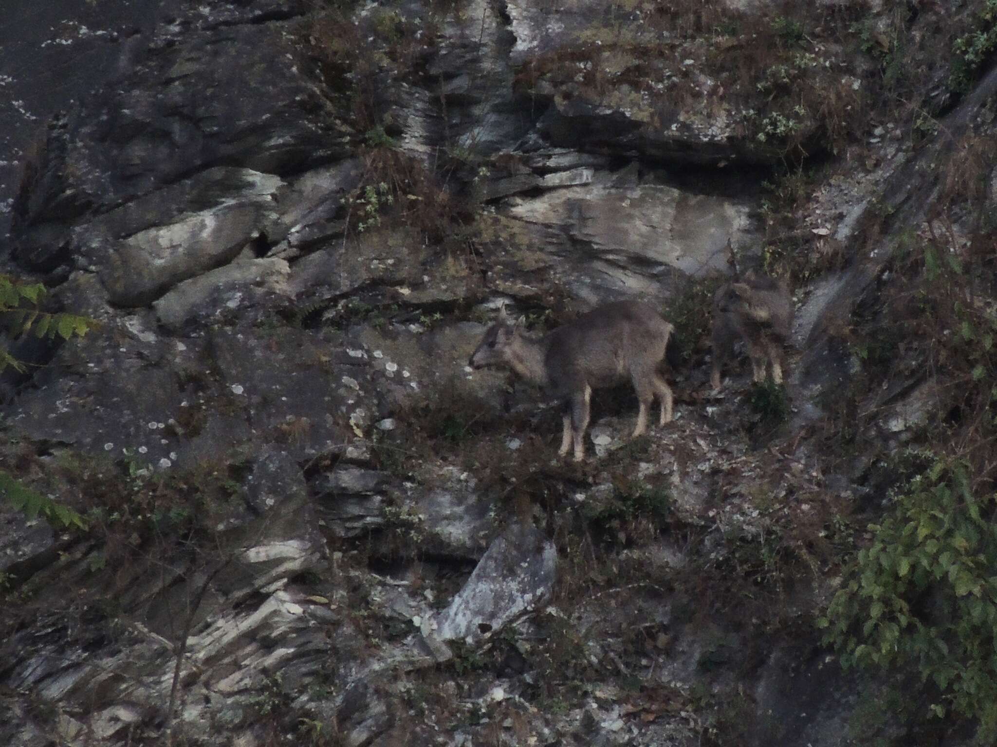 Image of Chinese Goral