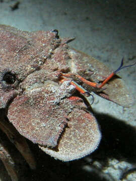 Image of Mediterranean Slipper Lobster