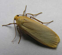 Image of buff footman