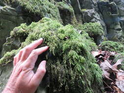 Image of thamnobryum moss