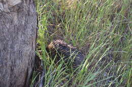 Image of Short-beaked Echidnas