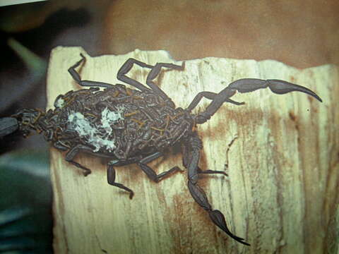 Image of Florida Bark Scorpion