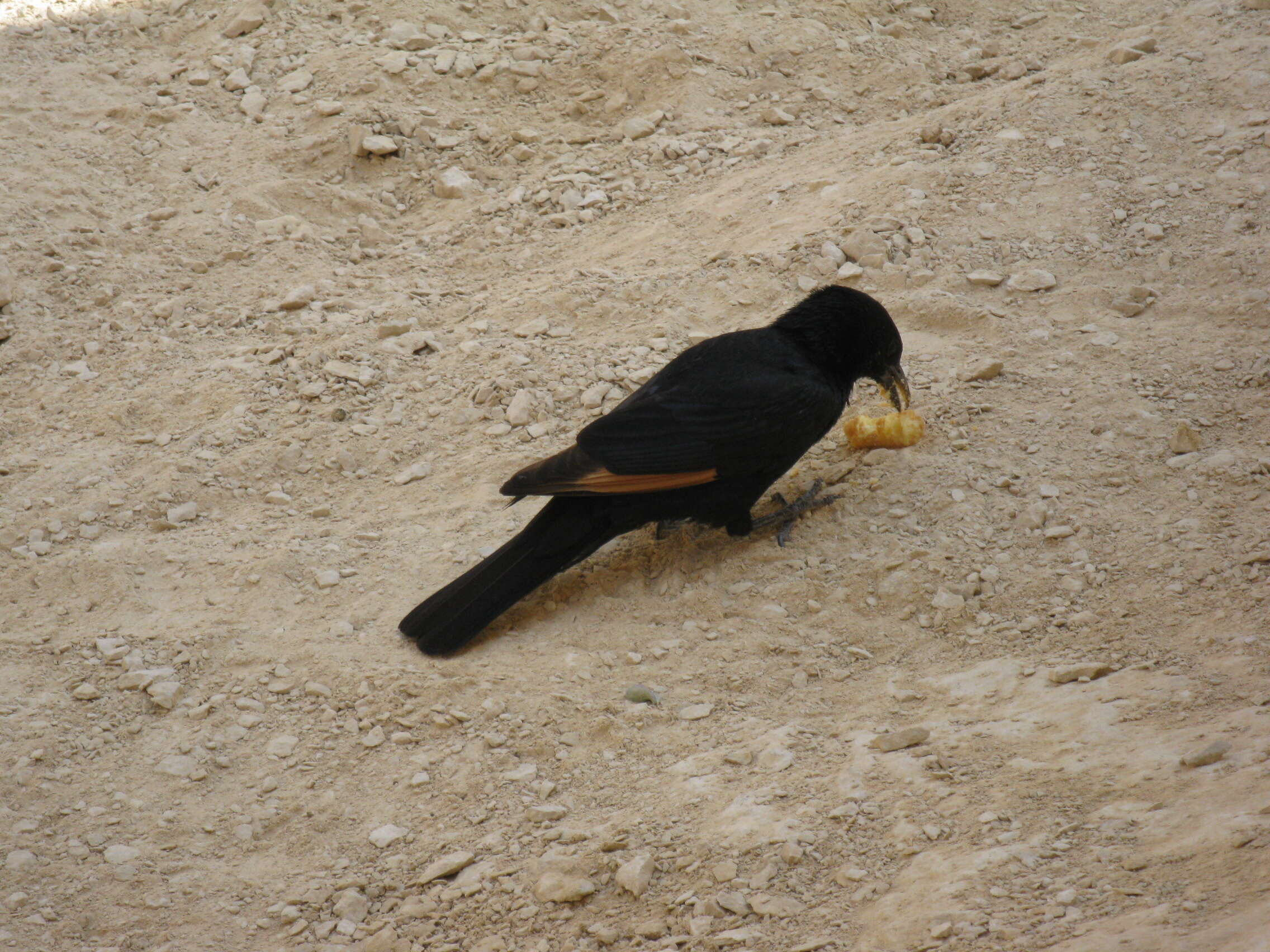 Image of Arabian Chestnut-winged Starling