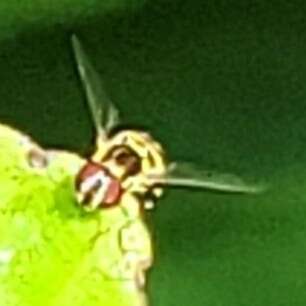 Image of Syrphid fly