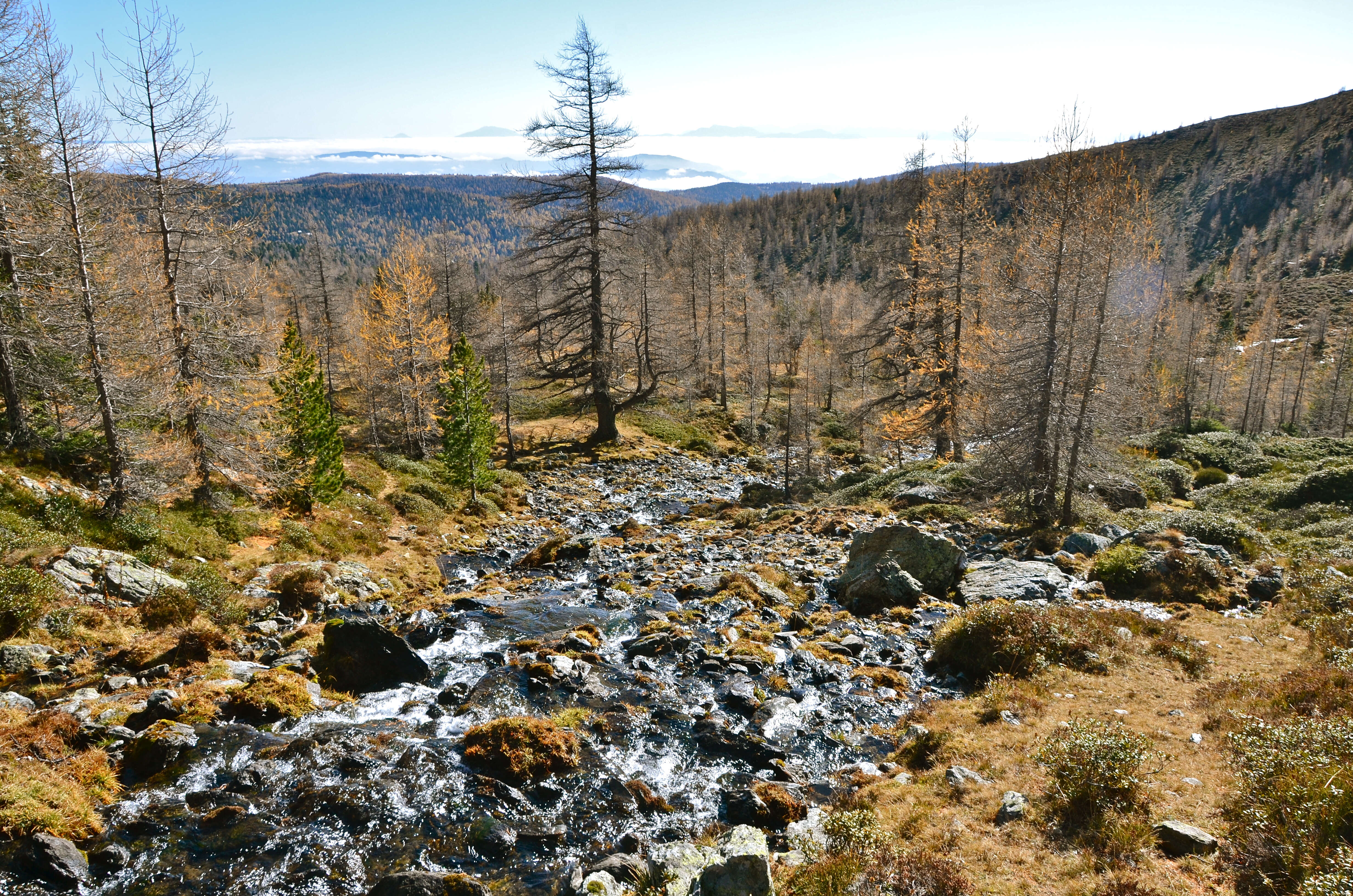 Image of Hairy Alpenrose