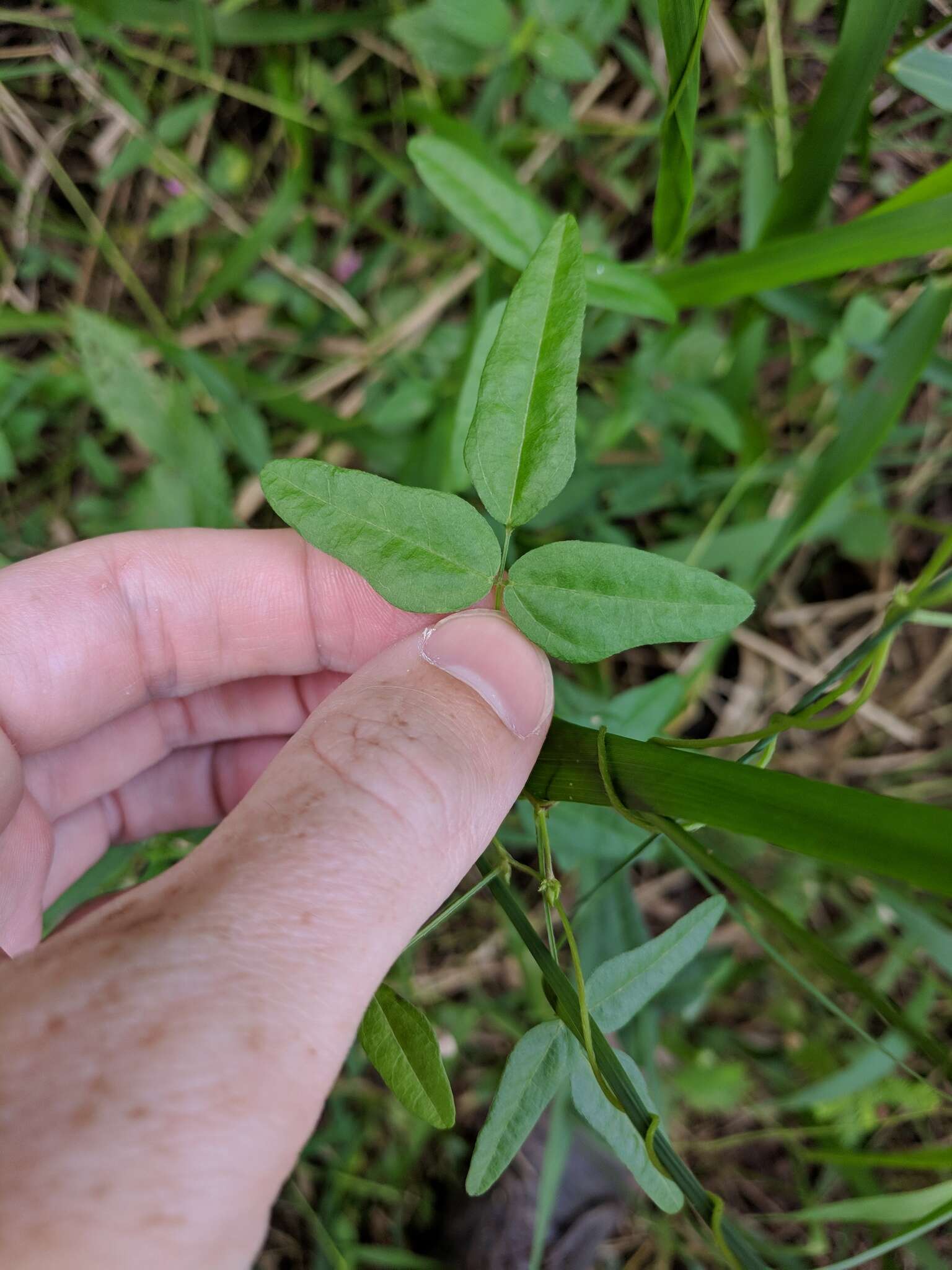 Слика од Strophostyles umbellata (Willd.) Britton