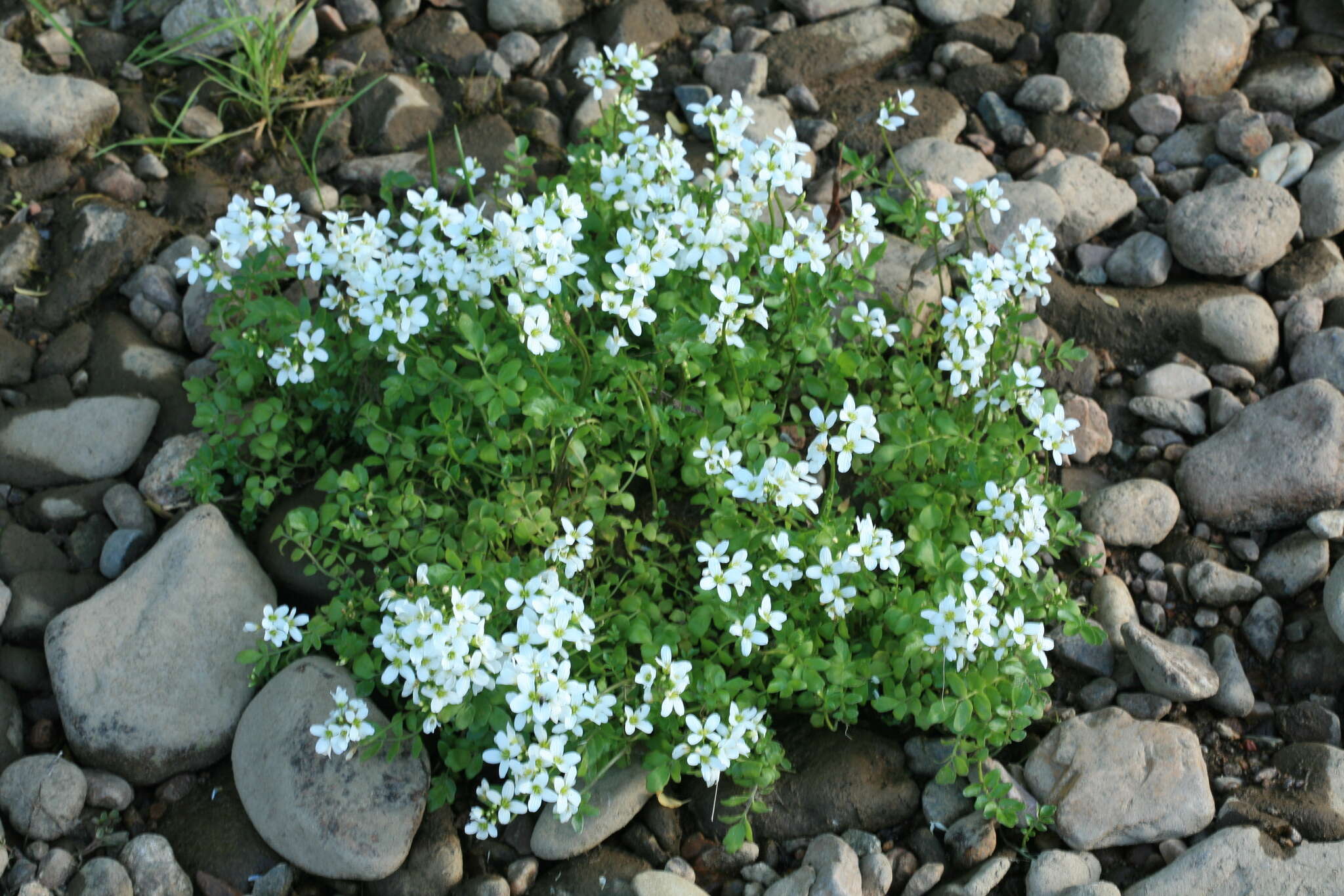 Imagem de Cardamine prorepens Fisch.