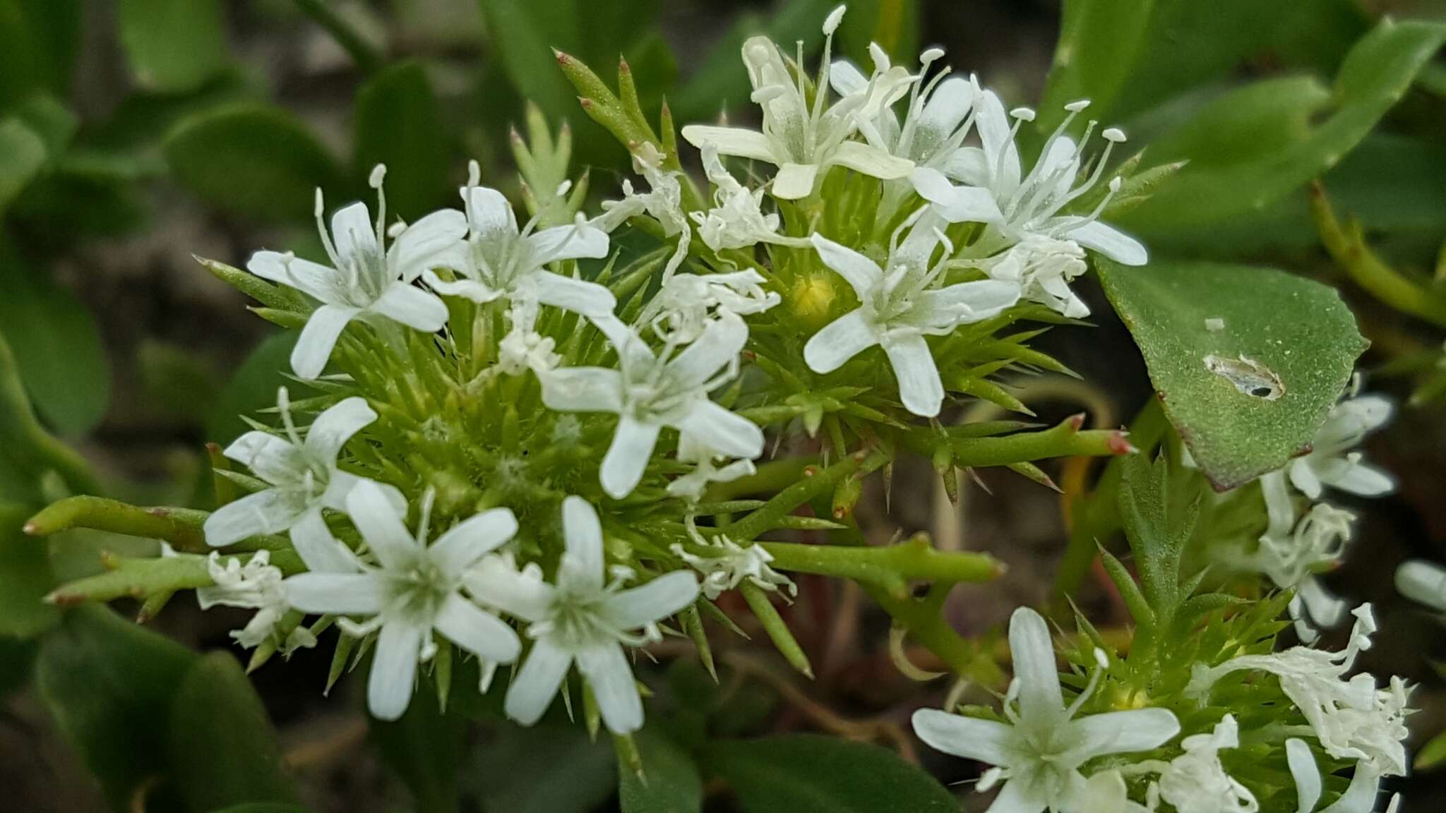 Image of Baker's navarretia