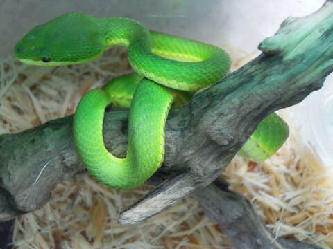 Image of White-lipped Tree Viper