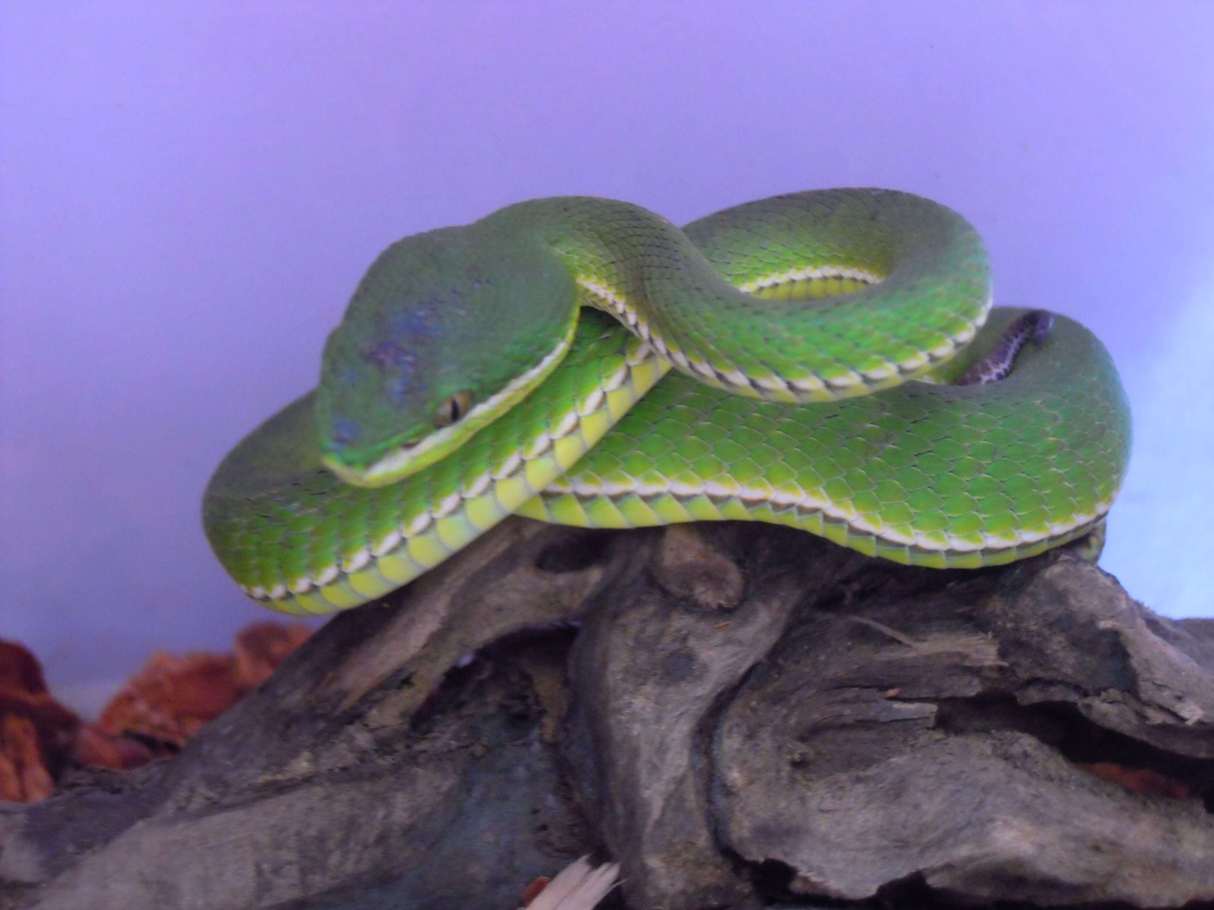 Слика од Trimeresurus albolabris Gray 1842