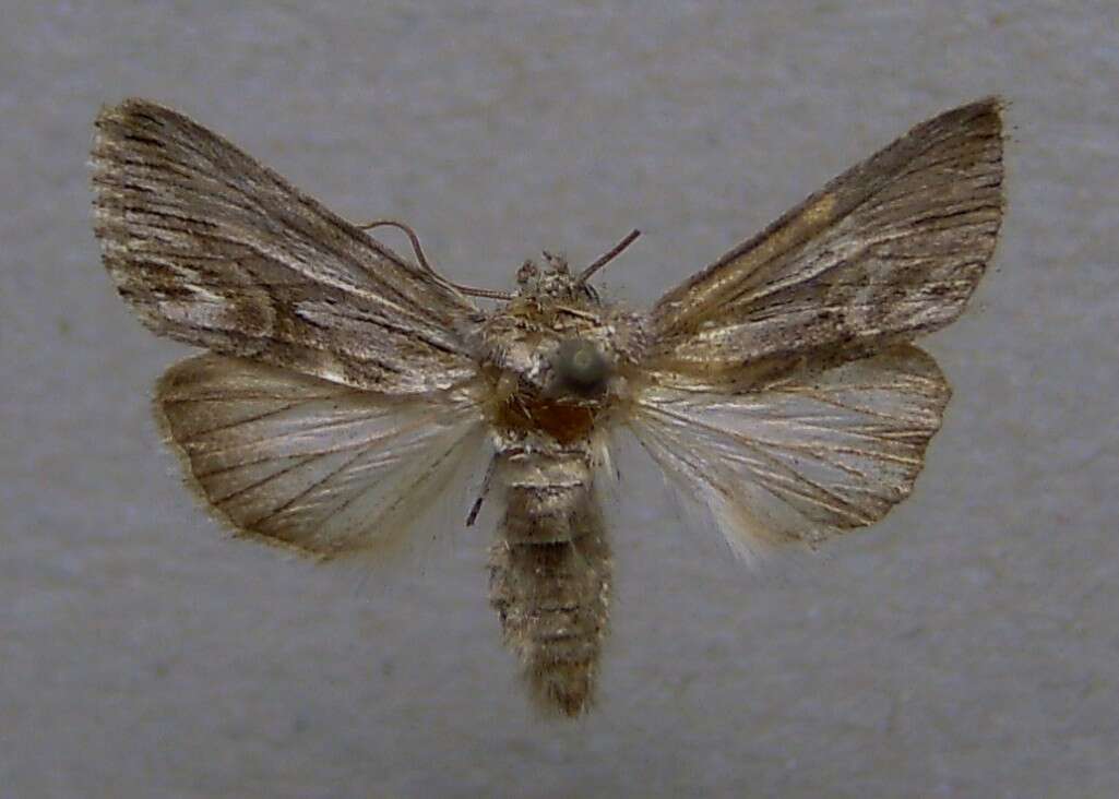 Image of Calophasia platyptera Esper 1788