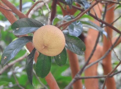 Image of Crapnell's Camellia