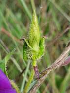 Image of Ipomoea emetica Choisy