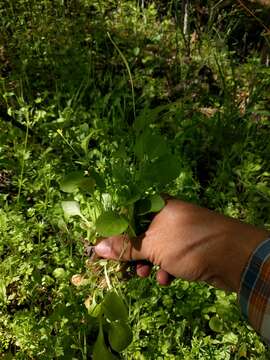 Image of endive daisy