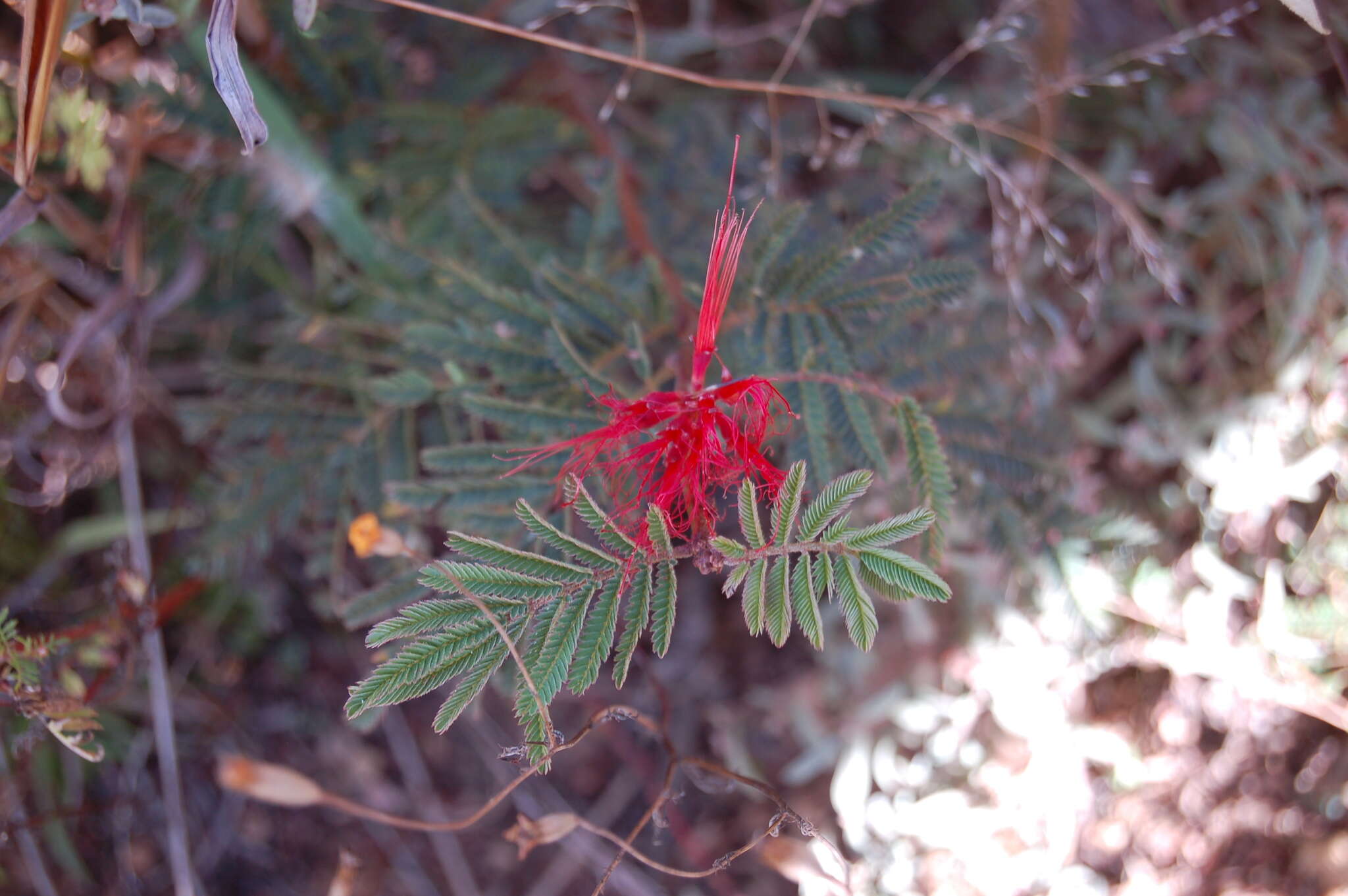 Imagem de Calliandra hirsuta (G. Don) Benth.