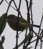 Image of Yellow Thornbill