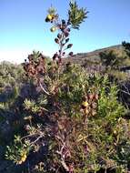 Image of Leucadendron macowanii Phillips