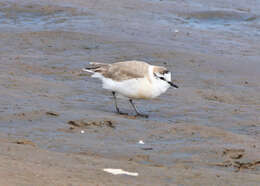 Image of White-fronted Plover