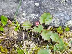 Image of Porsild's Pseudosaxifrage