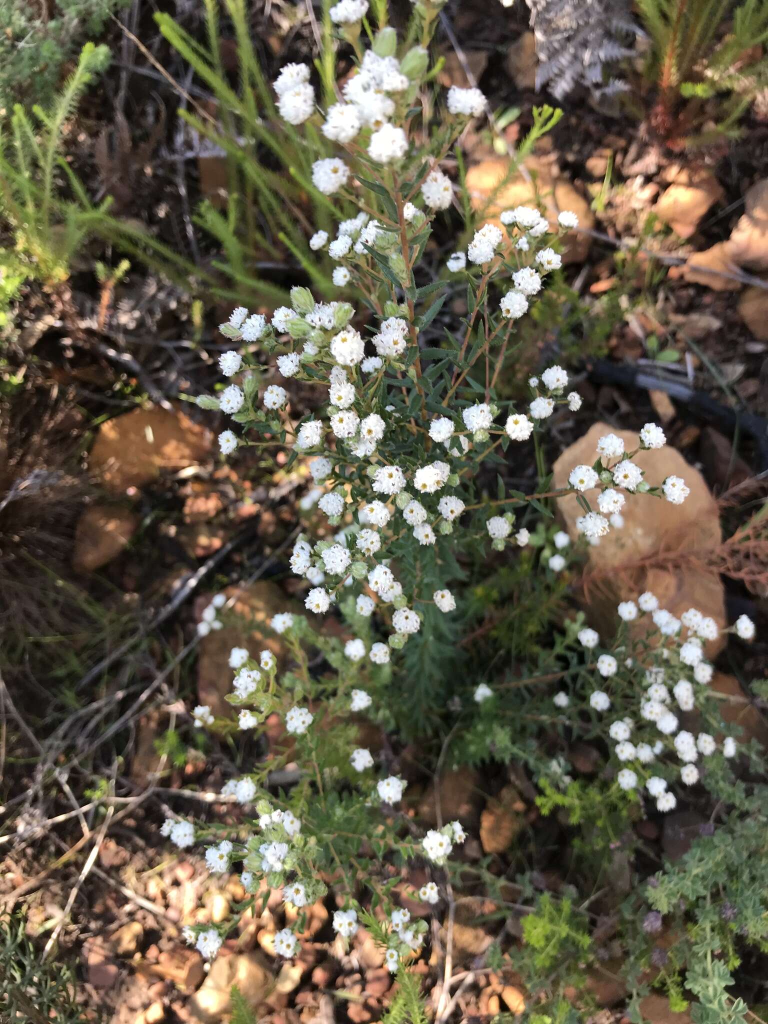 Image of Phylica virgata (Eckl. & Zeyh.) D. Dietr.