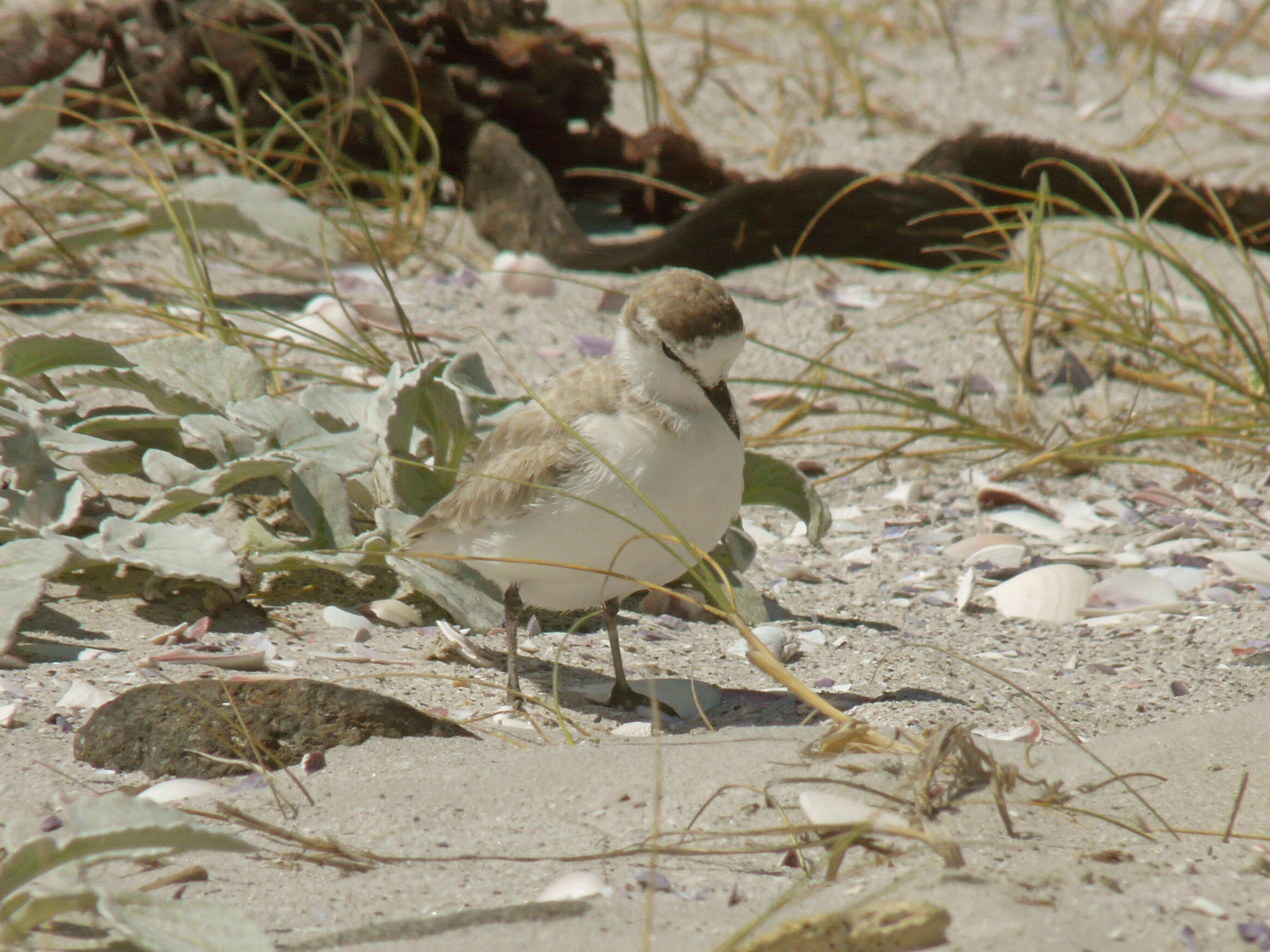 Image of White-fronted Plover