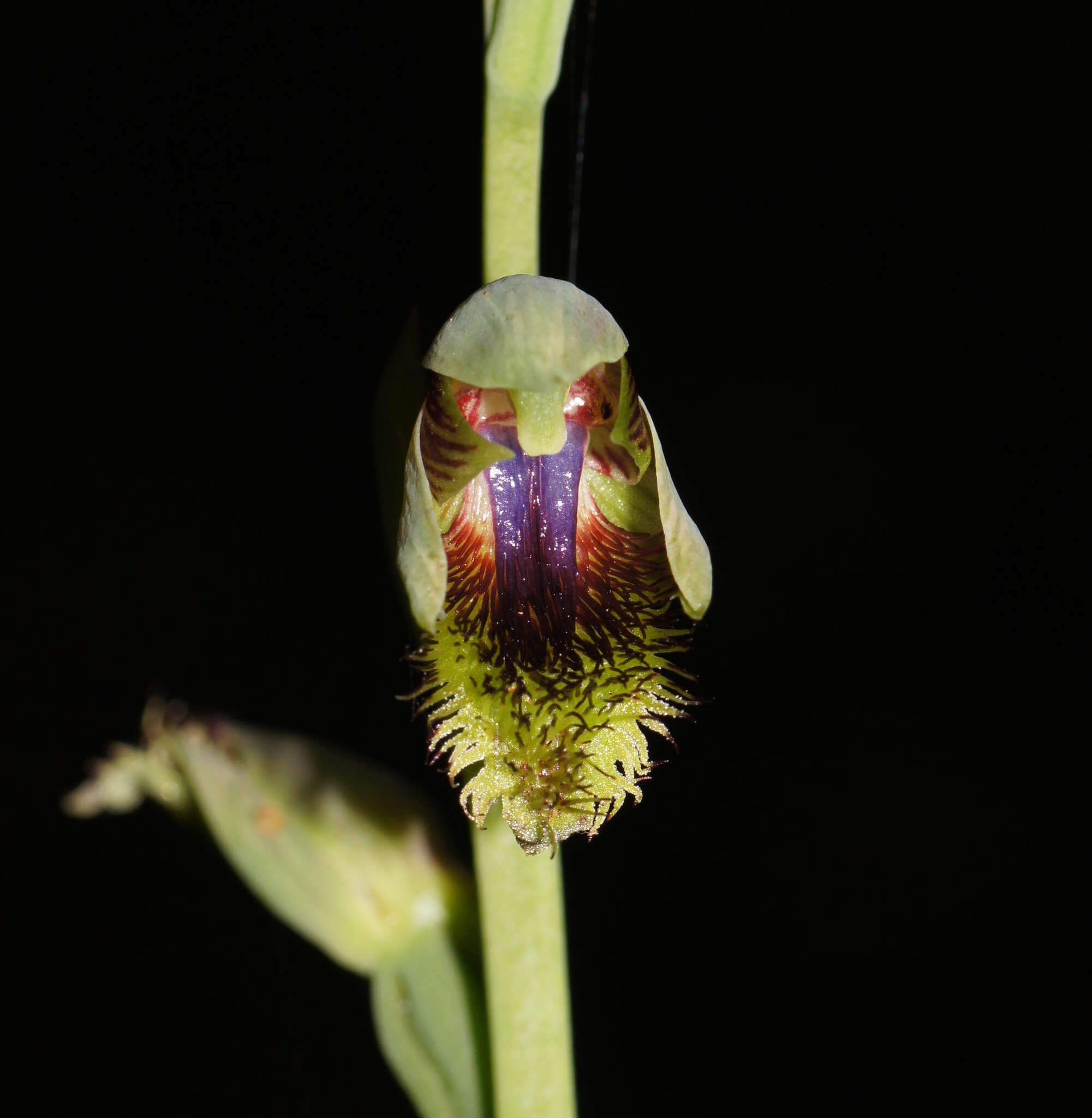 Imagem de Calochilus campestris R. Br.