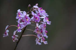 Слика од Epidendrum calanthum Rchb. fil. & Warsz.