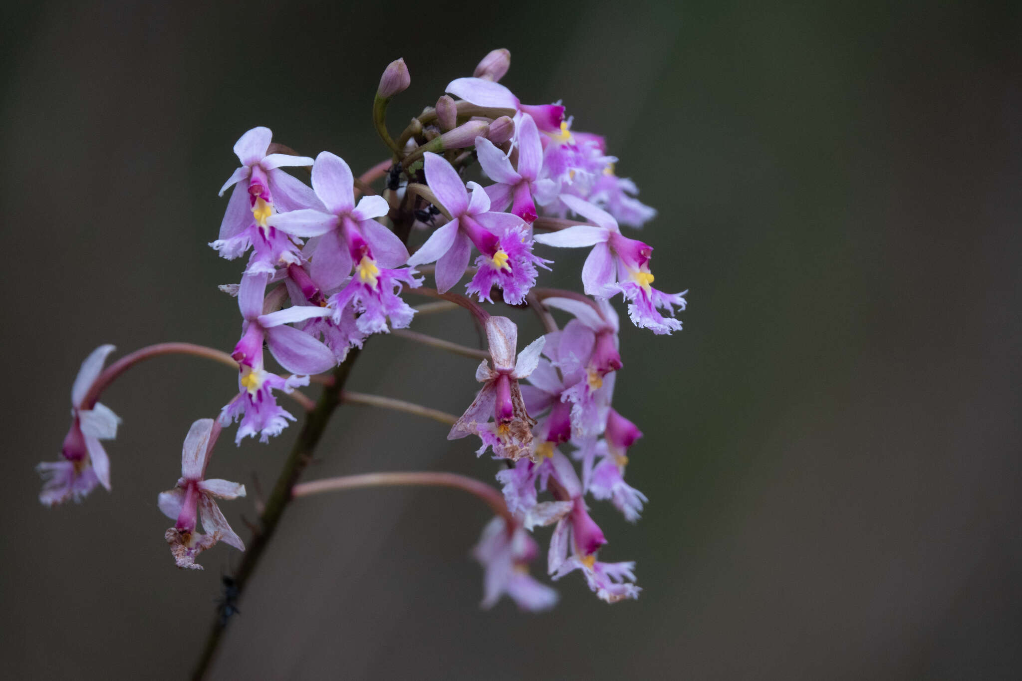 Слика од Epidendrum calanthum Rchb. fil. & Warsz.