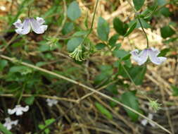 Image of bellflower clematis