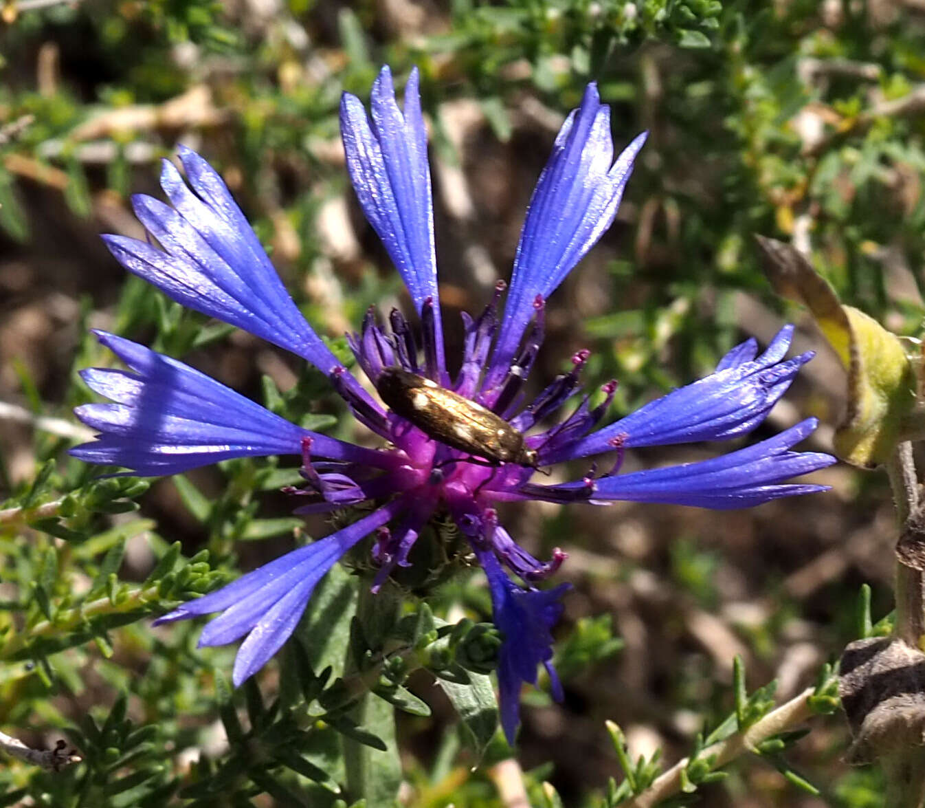 Image of Centaurea cyanoides Berggren & Wahlenb.