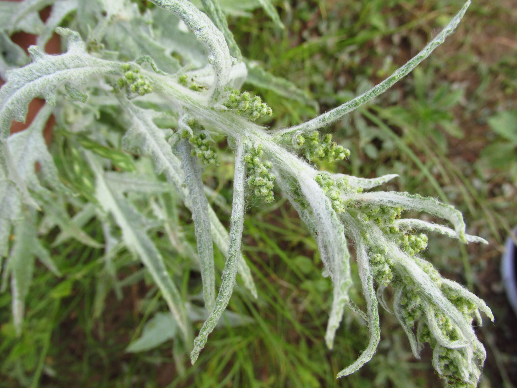 Euphrosyne dealbata (A. Gray) Panero的圖片