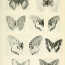 Image of Cymothoe eris Aurivillius 1896
