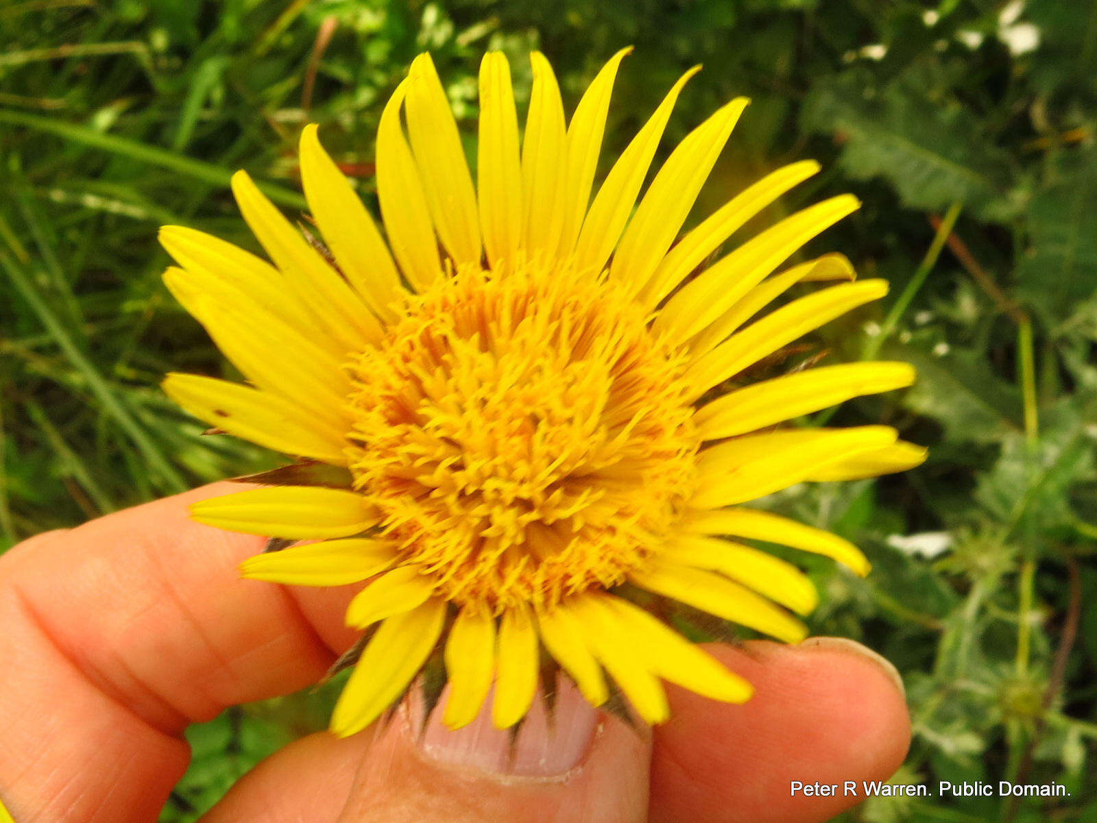 Image of Berkheya maritima J. M. Wood