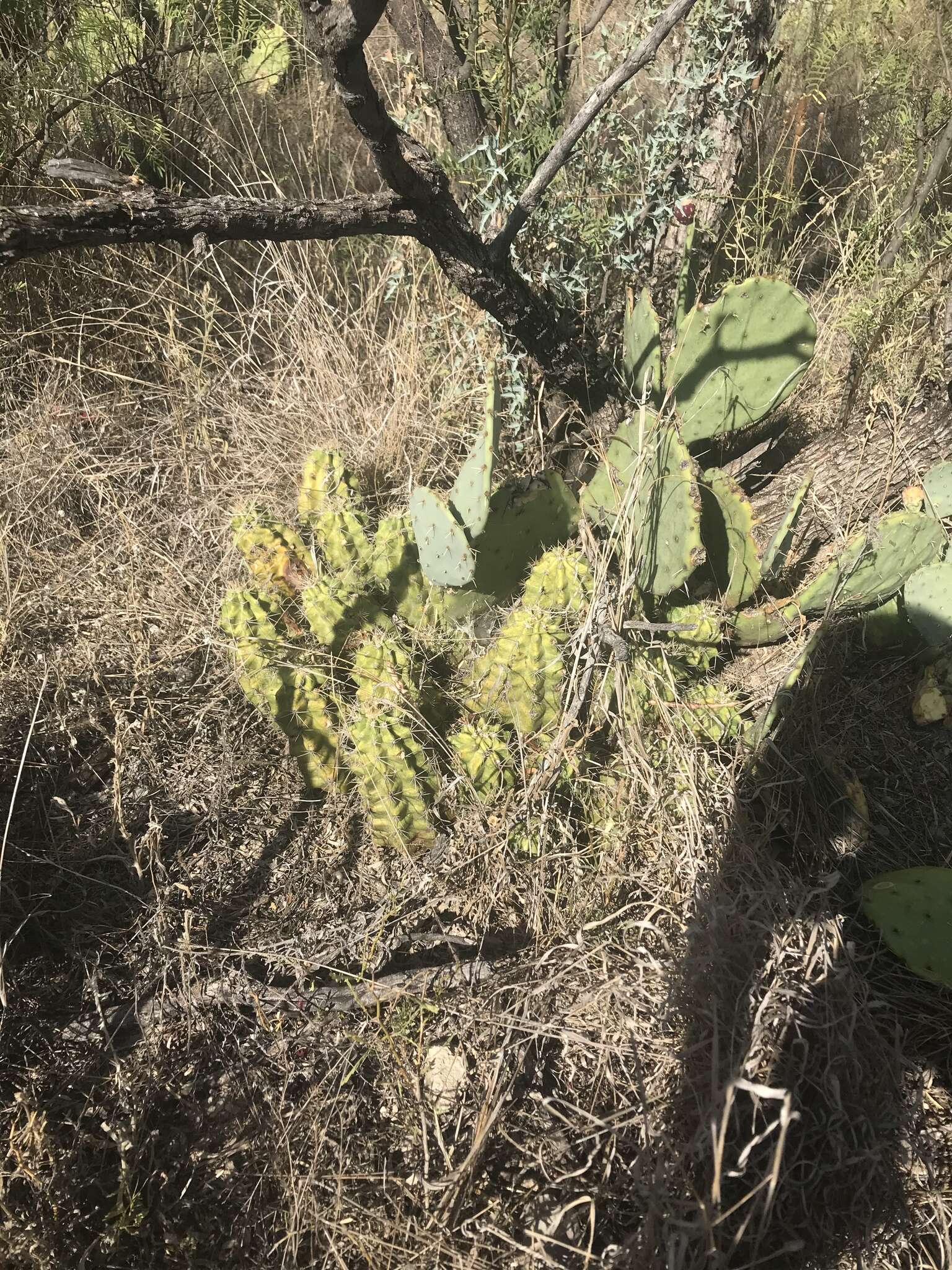 Image of Echinocereus gurneyi