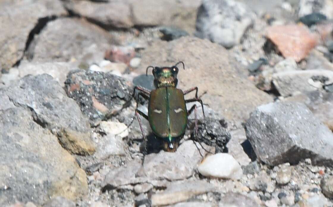 Image of Cicindela (Cicindela) purpurea purpurea A. G. Olivier 1790