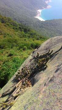 Imagem de Coleocephalocereus fluminensis (Miq.) Backeb.