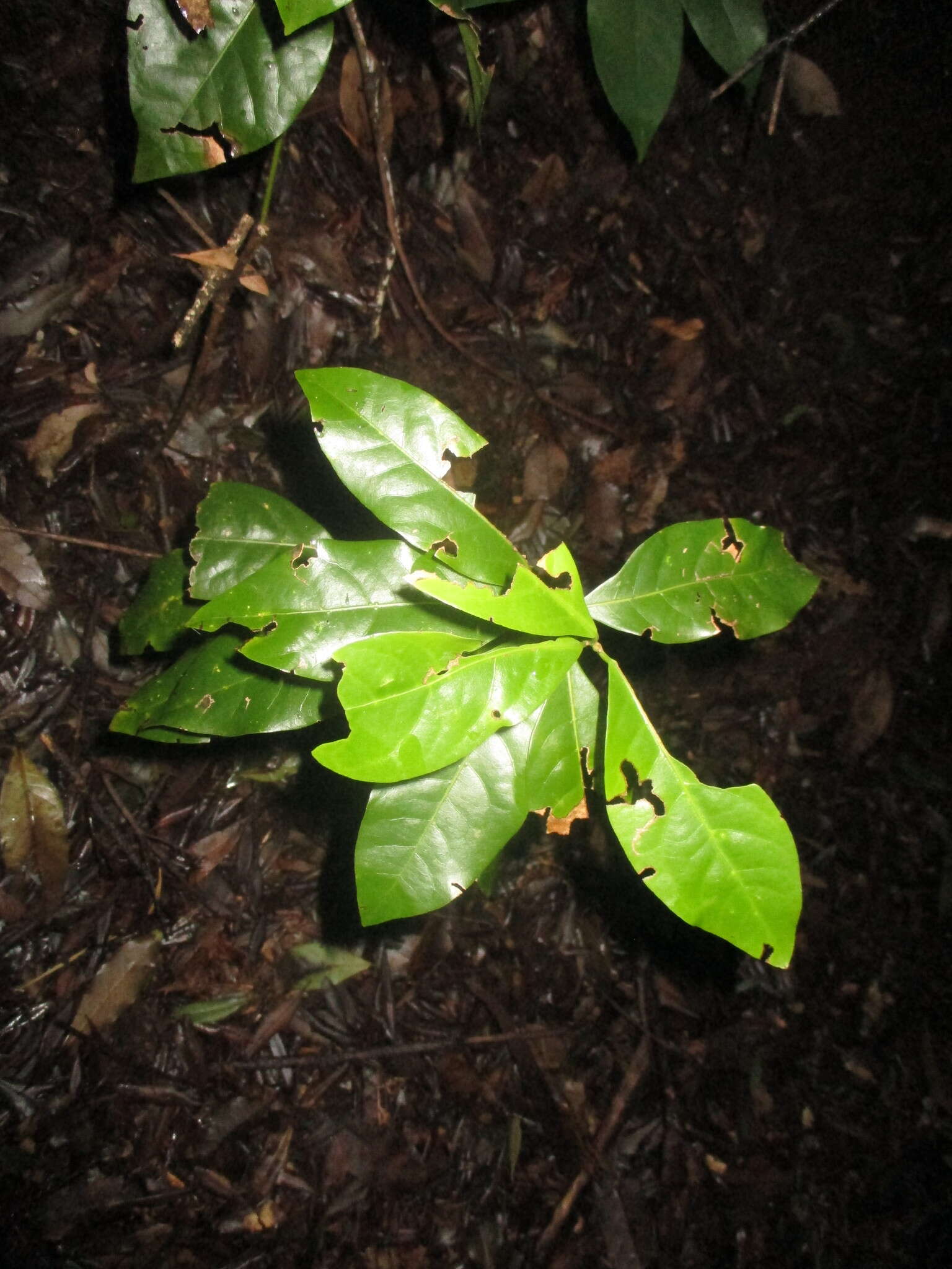 Image of Laurus novocanariensis Rivas Mart., Lousã, Fern. Prieto, E. Días, J. C. Costa & C. Aguiar