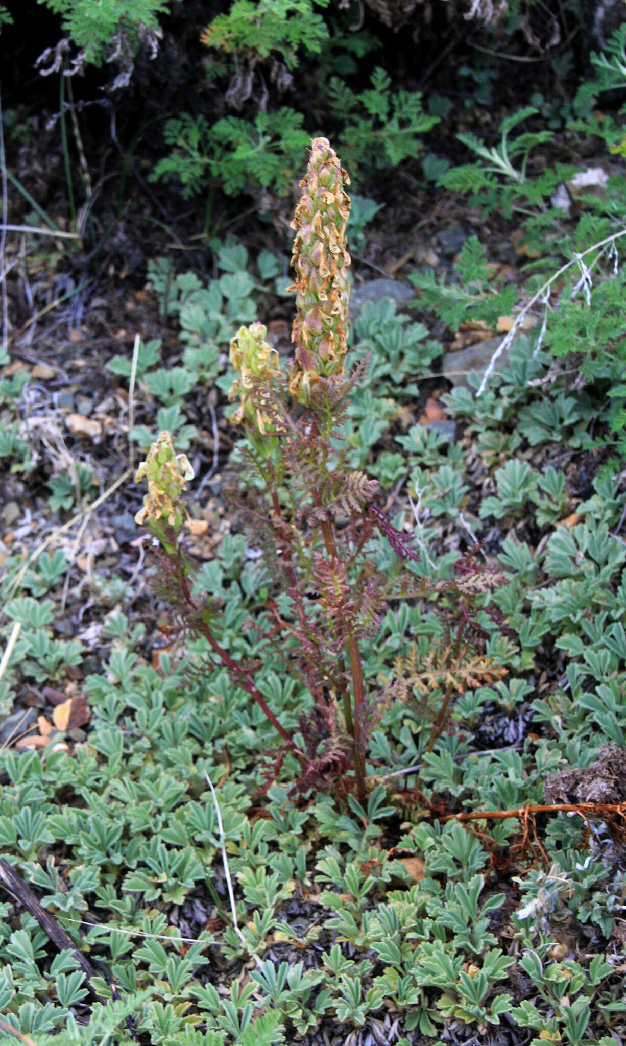 Imagem de Pedicularis abrotanifolia M. Bieb. ex Steven