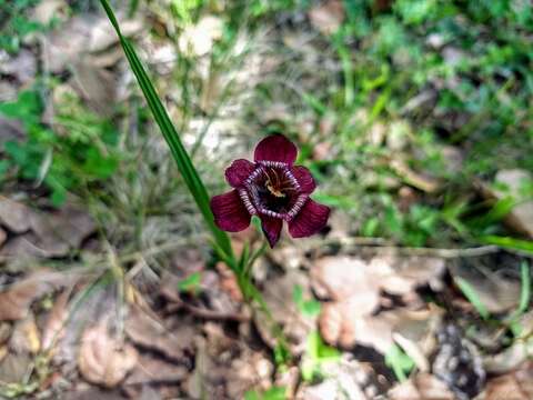 Image of Tigridia multiflora (Baker) Ravenna