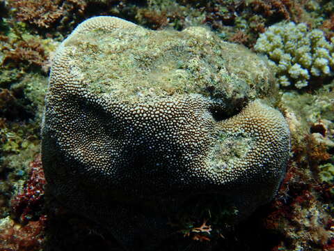 Image of spine coral