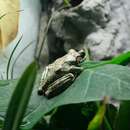 Image of Fairy Treefrog