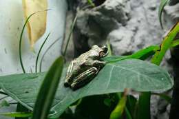 Image of Fairy Treefrog
