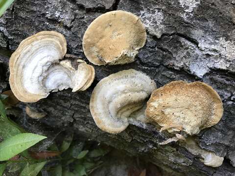 Image of Trametes hirsuta (Wulfen) Lloyd 1924