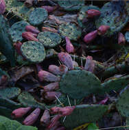 Image of Eastern Prickly Pear