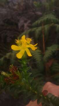 Image of Hypericum mexicanum L.