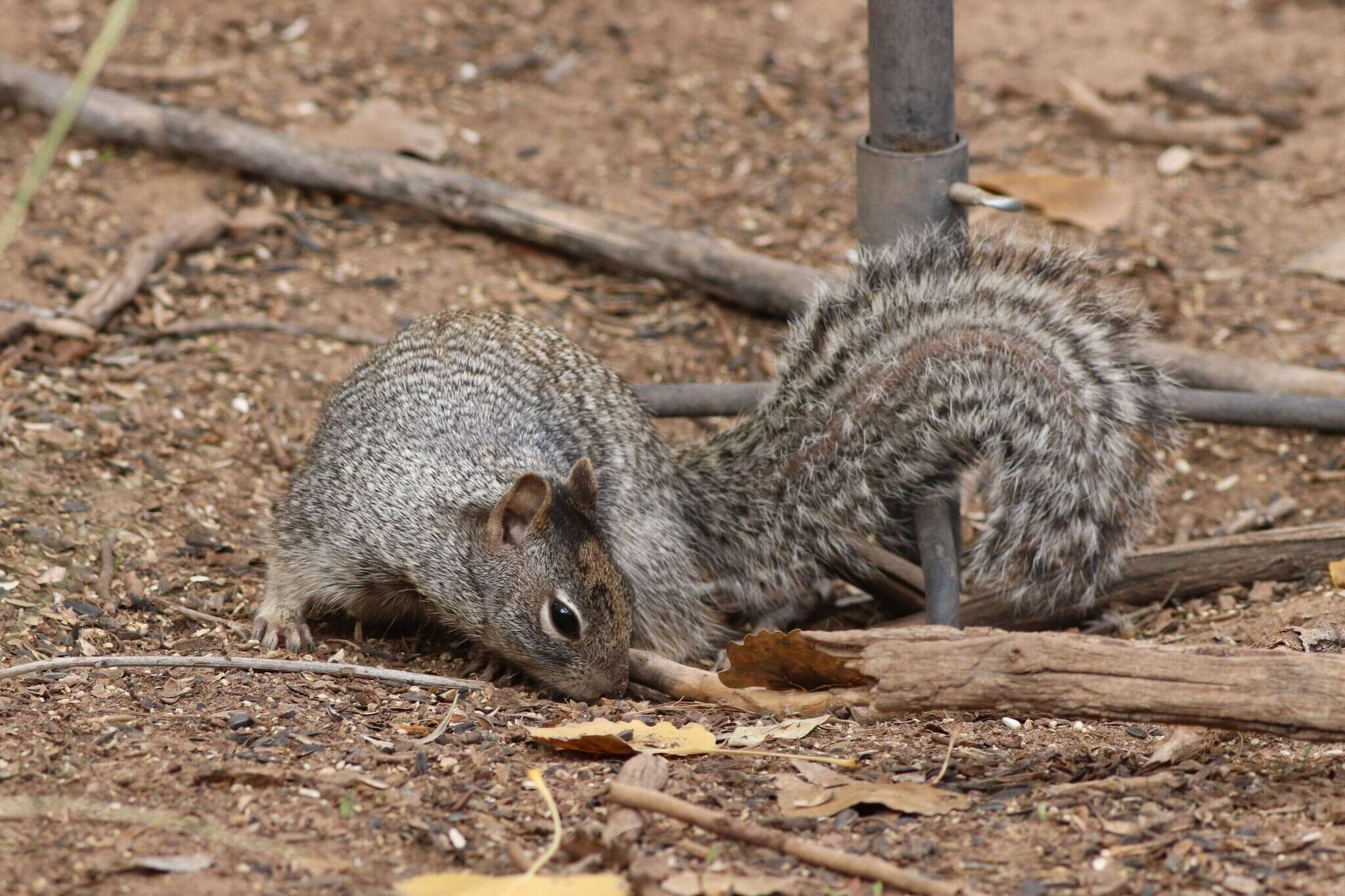 صورة Otospermophilus variegatus grammurus (Say 1823)