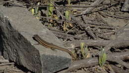 Image of Brown Tree Iguana