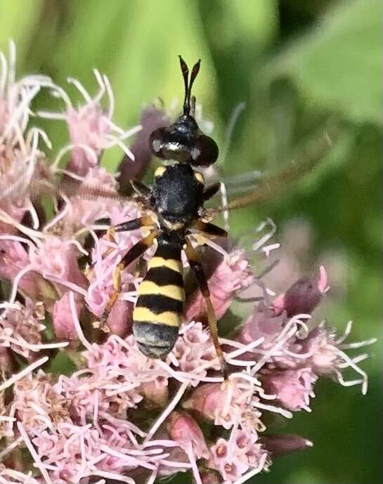 Image of Conops flavipes Linnaeus 1758