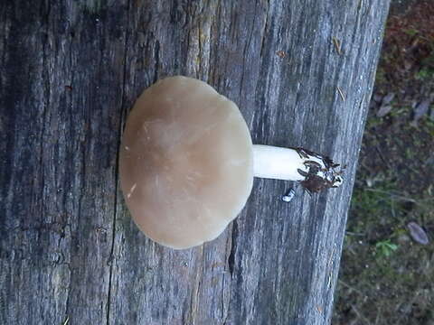 Image of Entoloma sericatum (Britzelm.) Sacc. 1895