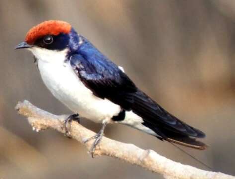 Image of Wire-tailed Swallow